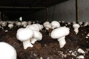 Tavuk Mantar Çiftlikleri Yalıtımı